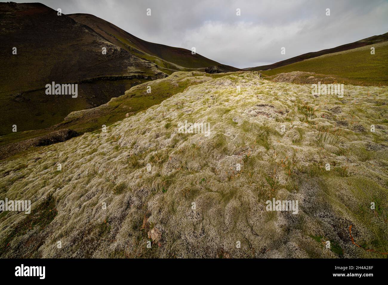 Moss coperto Lava, Highlands Islanda Foto Stock