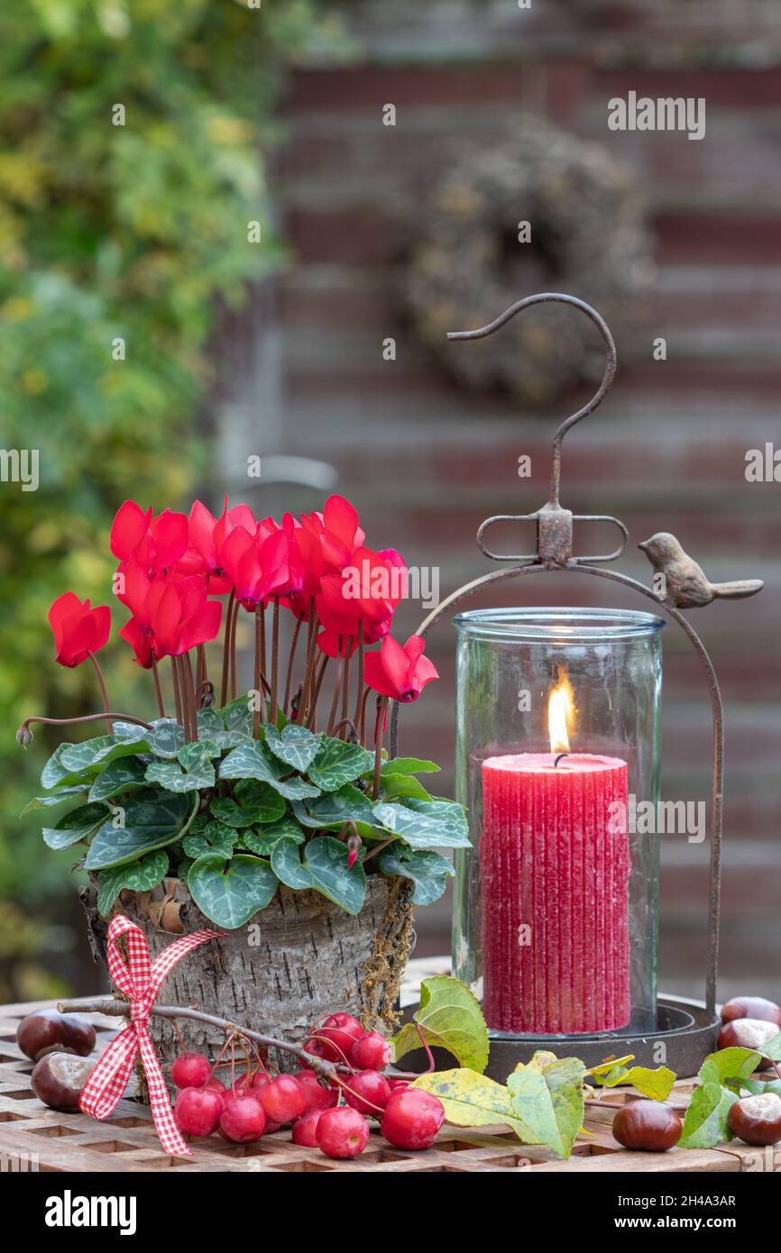 decorazioni rustiche in giardino con fiori rossi di ciclamino e lanterna Foto Stock