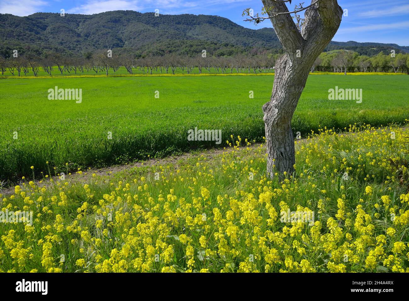 Bella primavera nella valle di Ojai, Ventura CA Foto Stock