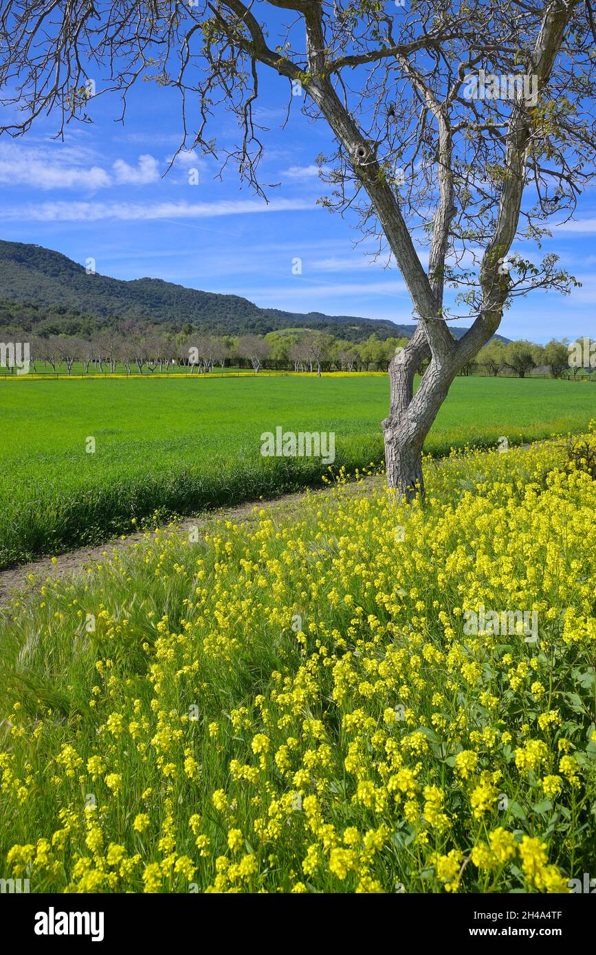 Bella primavera nella valle di Ojai, Ventura CA Foto Stock