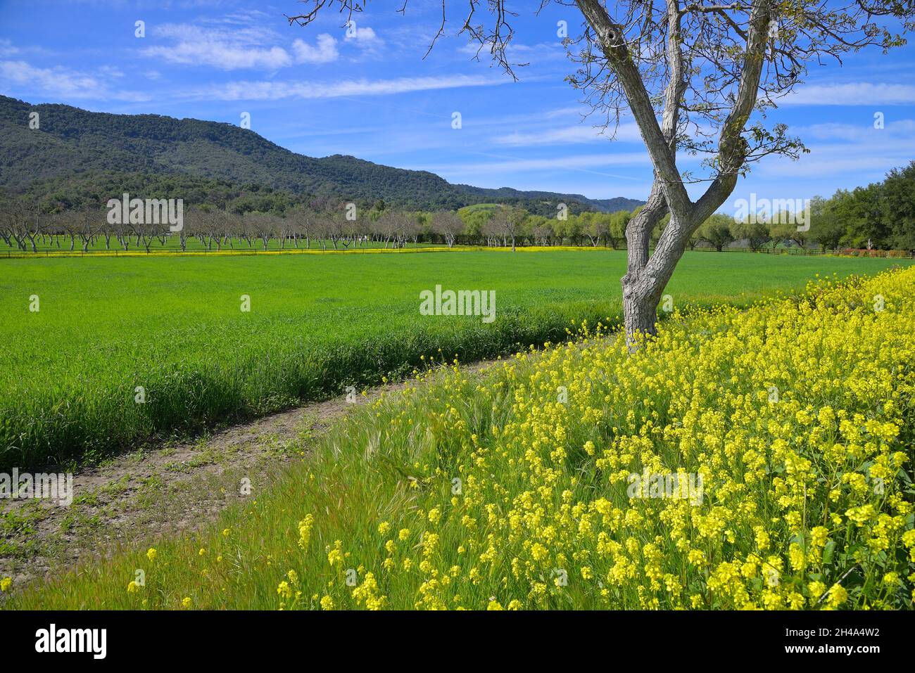 Bella primavera nella valle di Ojai, Ventura CA Foto Stock
