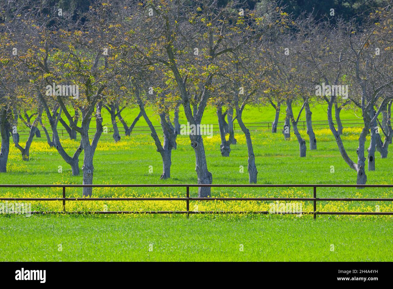Bella primavera nella valle di Ojai, Ventura CA Foto Stock