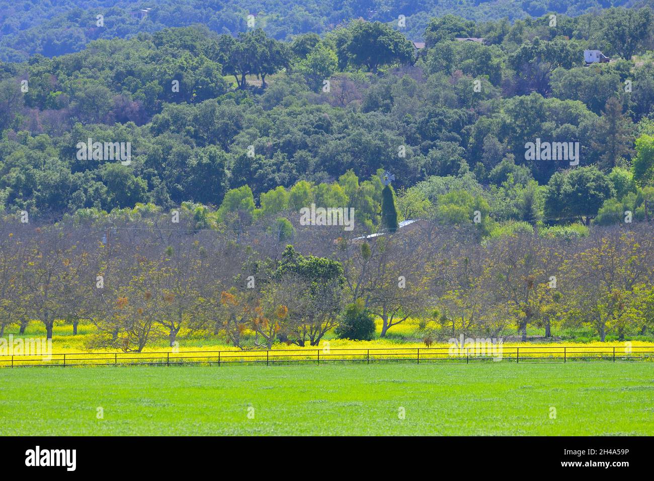 Bella primavera nella valle di Ojai, Ventura CA Foto Stock