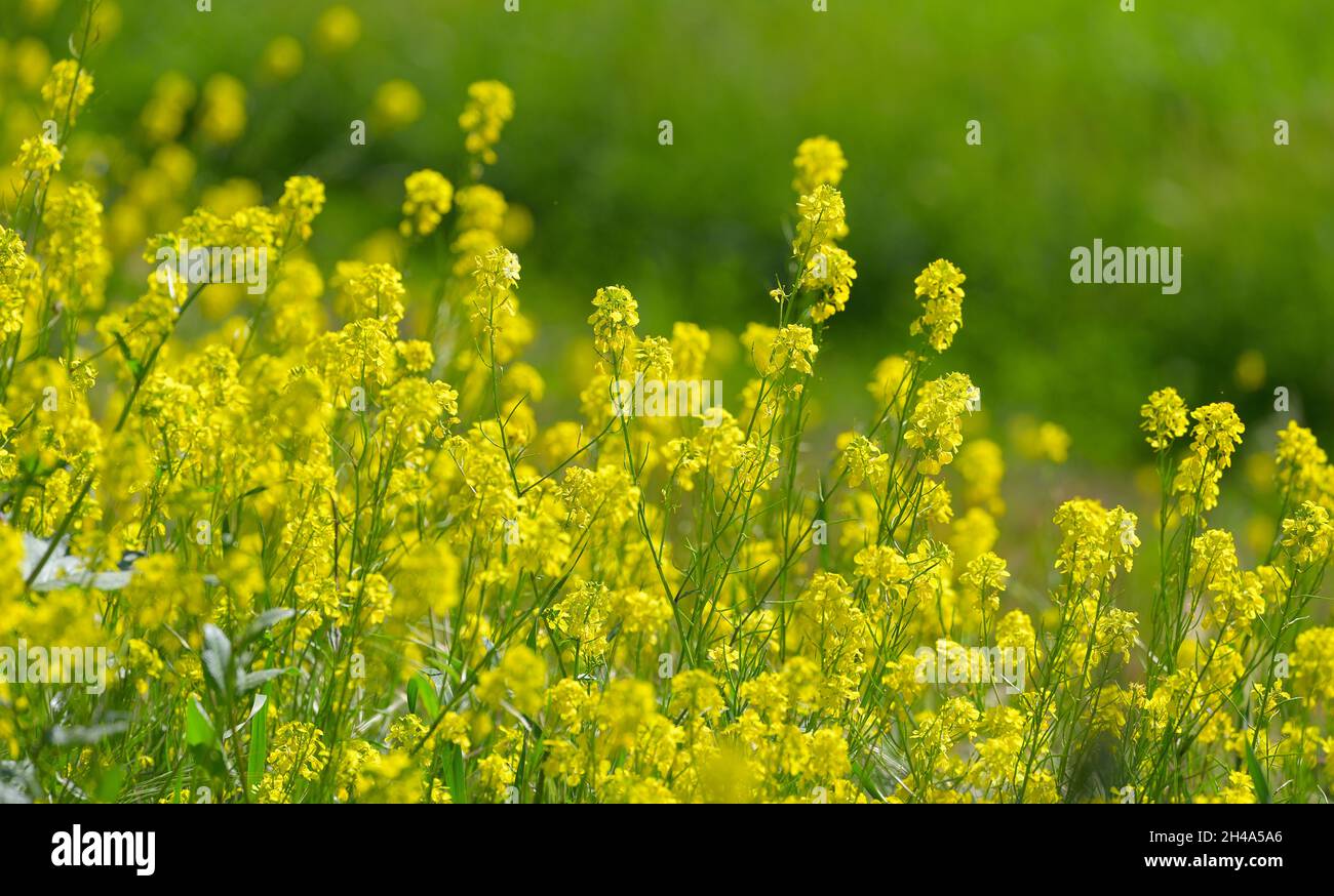Bella primavera nella valle di Ojai, Ventura CA Foto Stock