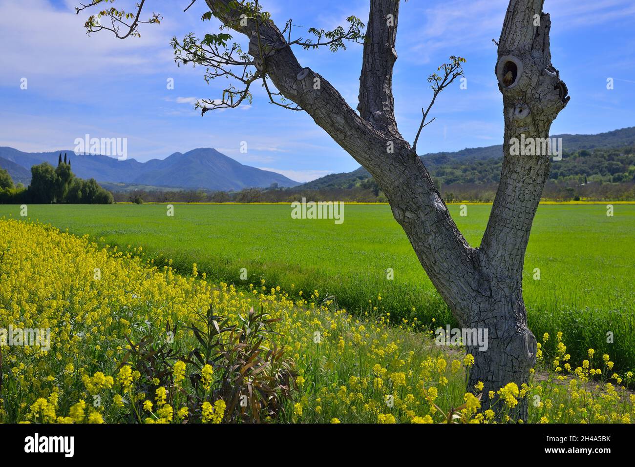 Bella primavera nella valle di Ojai, Ventura CA Foto Stock