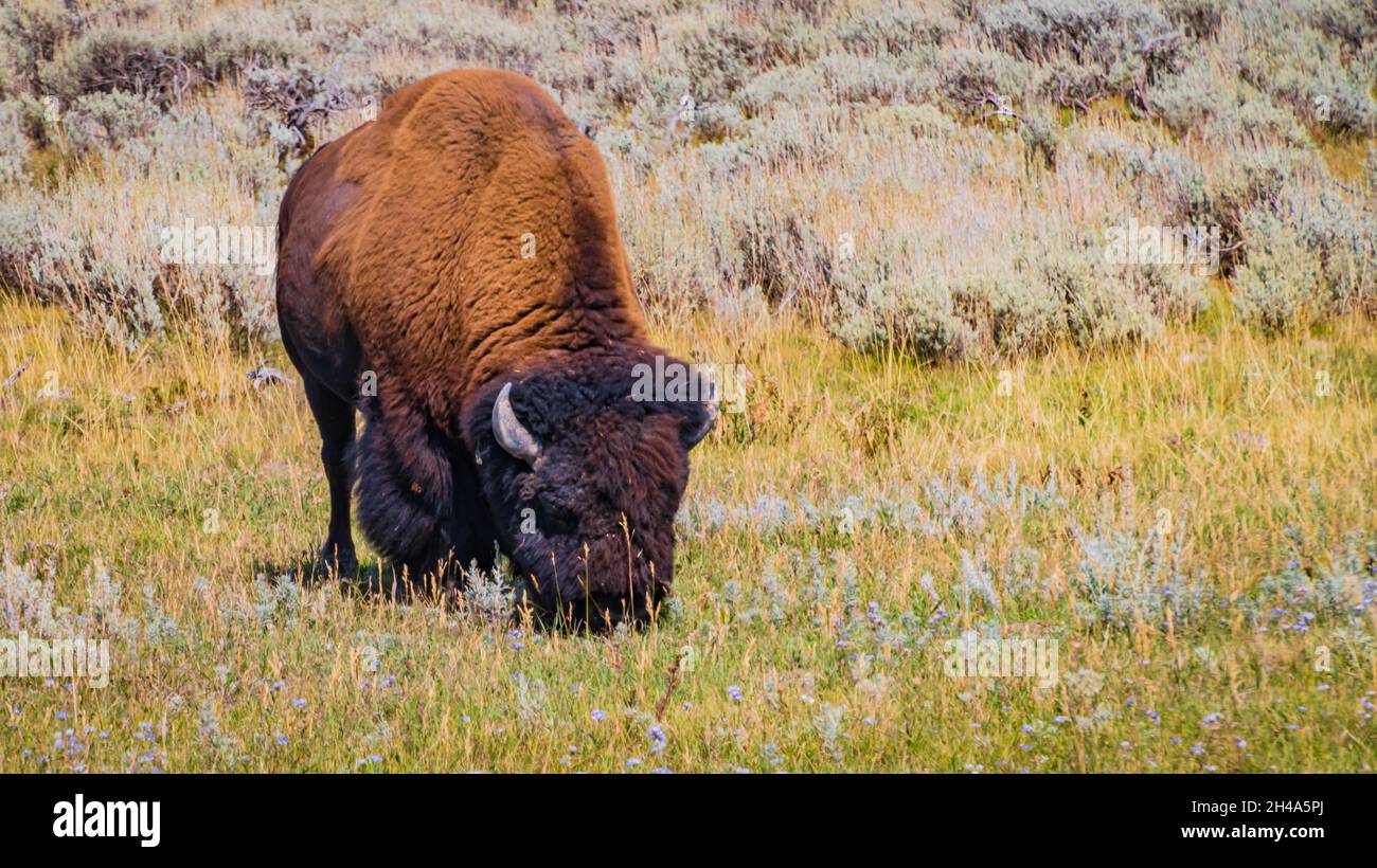 American Bison pascolo nel parco di Yellowstone Foto Stock