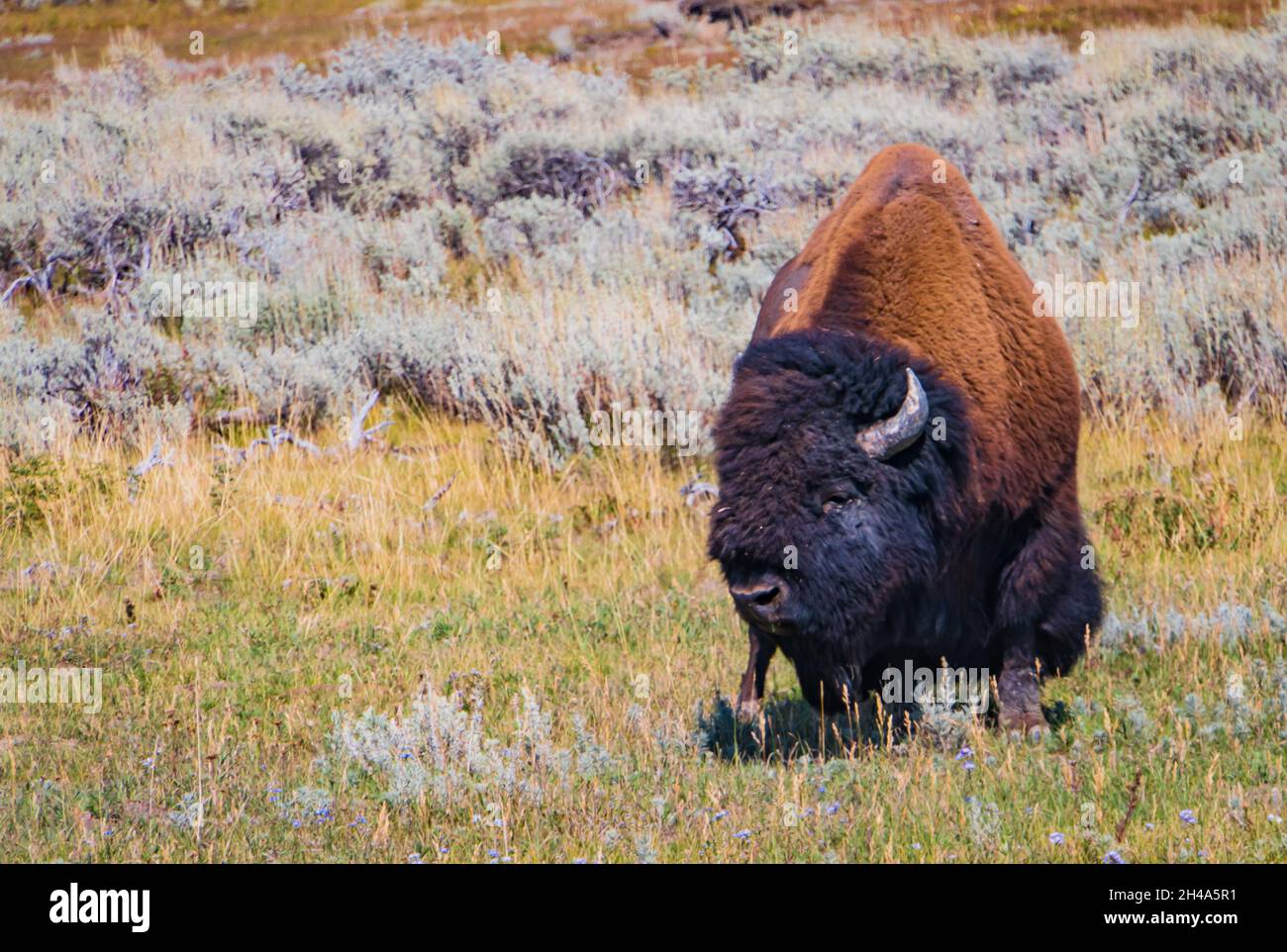 American Bison pascolo nel parco di Yellowstone Foto Stock American Bison pascolo nel parco di Yellowstone Foto Stock