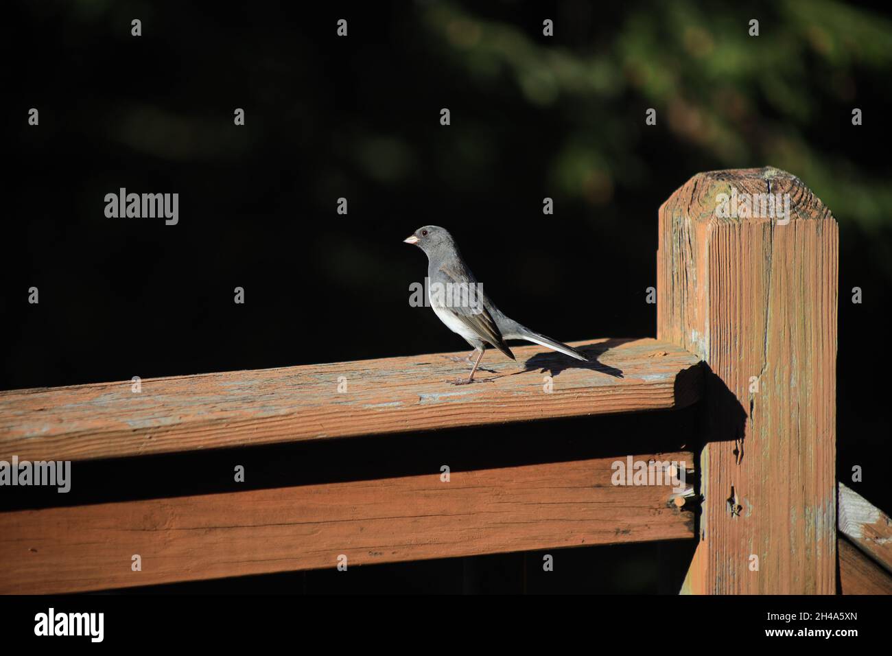 junco con occhi scuri in piedi alto appollaiato su un ponte di legno ringhiera al sole in autunno/autunno con alberi e foglie sfocati verdi sullo sfondo Foto Stock