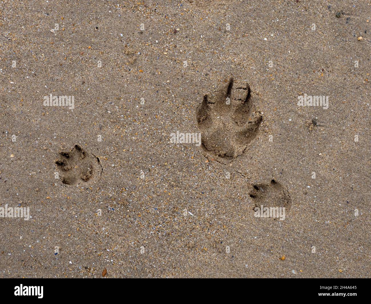 Paw stampa sulla spiaggia di due cani diversi Foto Stock