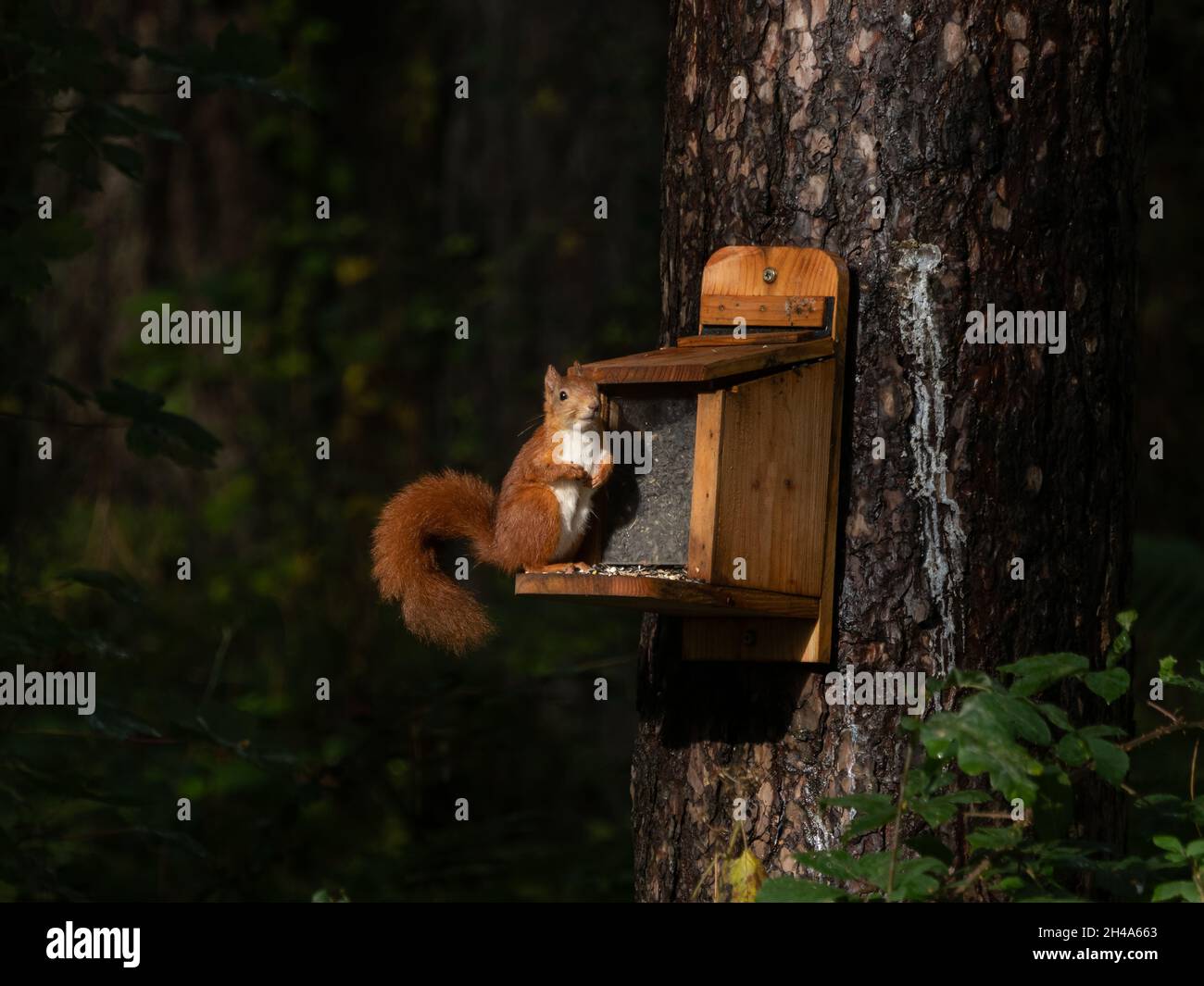 Red Squirrel al feeder in Newborough Forest sull'isola di Anglesey in Galles Foto Stock