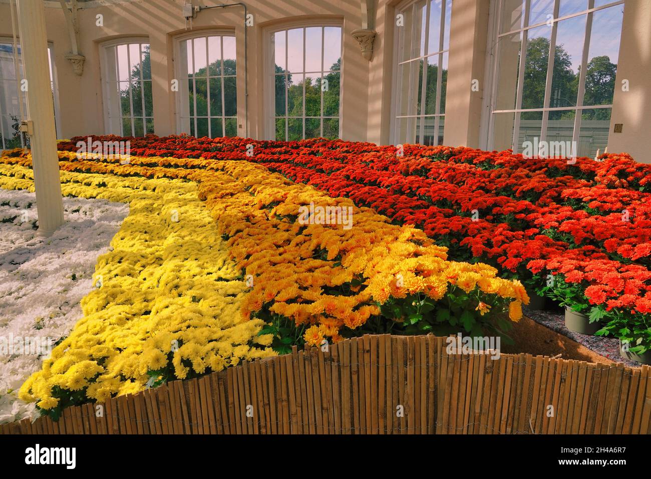 Royal Botanic Gardens Kew, Middlesex, Regno Unito viste e angoli ai famosi giardini di Kew, Middx, Regno Unito qui per celebrare la JapanÕs cultura del FIORE DI CRISANTEMO, KewÕs esposizione evoca i colori dell'autunno. Foto Stock