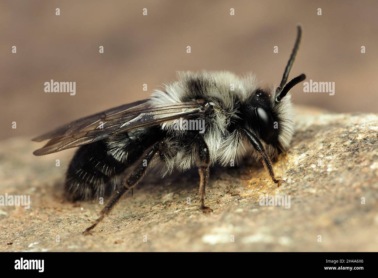 Ape da estrazione della cenere (Andrena cineraria) a riposo su una pietra. Tipperary, Irlanda Foto Stock