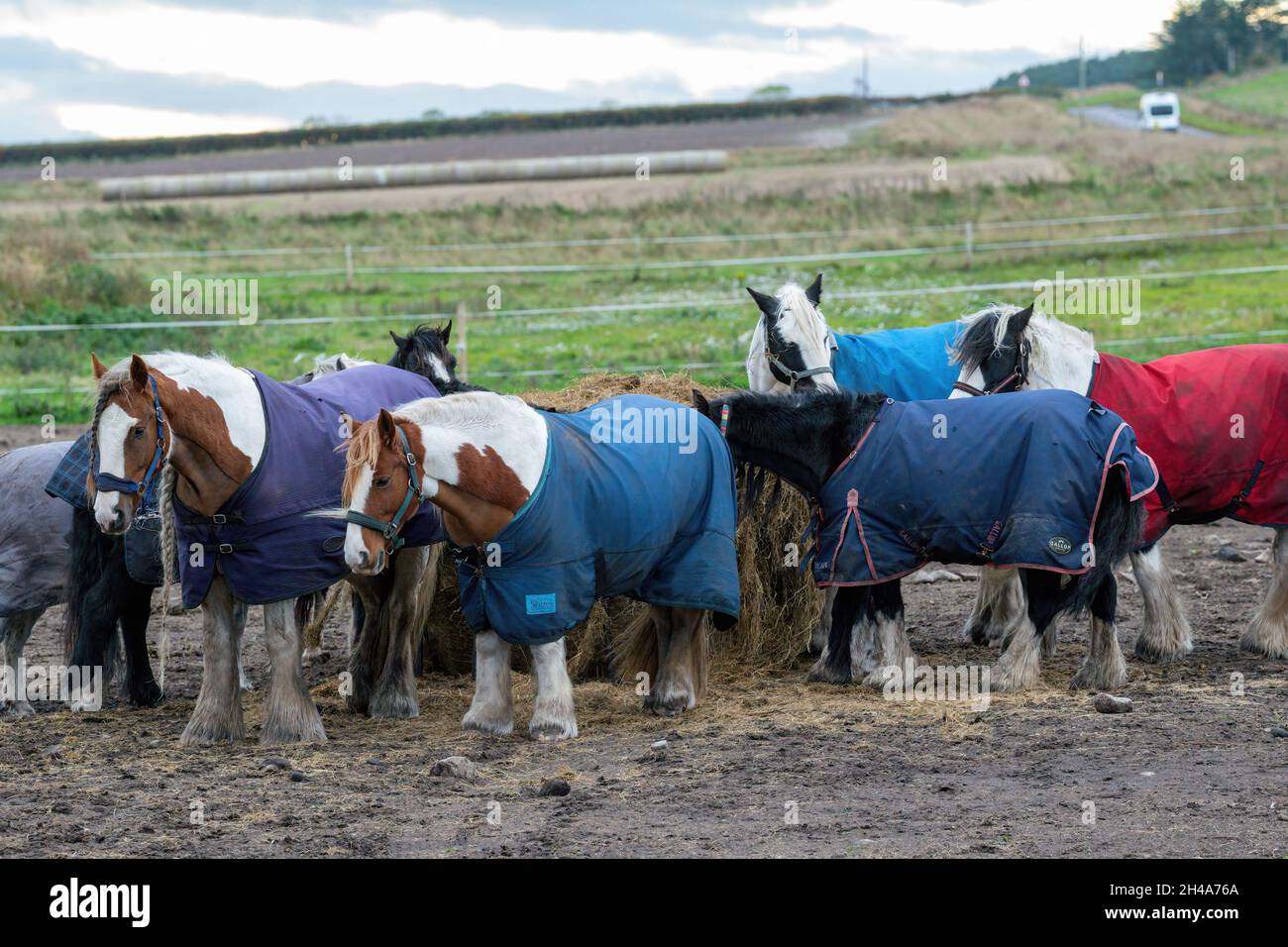 Campo vicino a RAF Lossiemouth, Moray, Regno Unito. 1 novembre 2021. REGNO UNITO. Questo è un certo numero di cavalli e pony con le loro giacche invernali su e che sono alimentati all'esterno. Credit: JASPERIMAGE/Alamy Live News Foto Stock