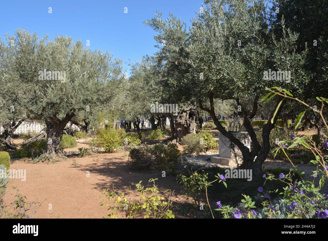 Antichi ulivi nel Giardino del Getsemani ai piedi del Monte degli Ulivi a Gerusalemme. Foto Stock