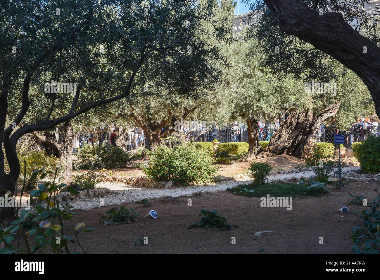 Antichi ulivi nel Giardino del Getsemani ai piedi del Monte degli Ulivi a Gerusalemme. Foto Stock