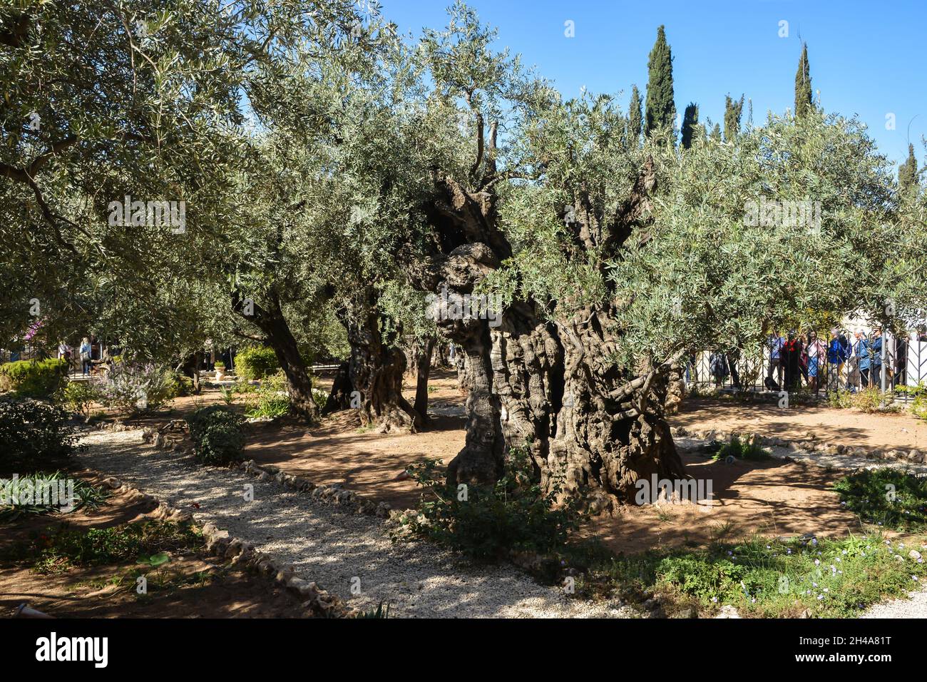 Antichi ulivi nel Giardino del Getsemani ai piedi del Monte degli Ulivi a Gerusalemme. Foto Stock