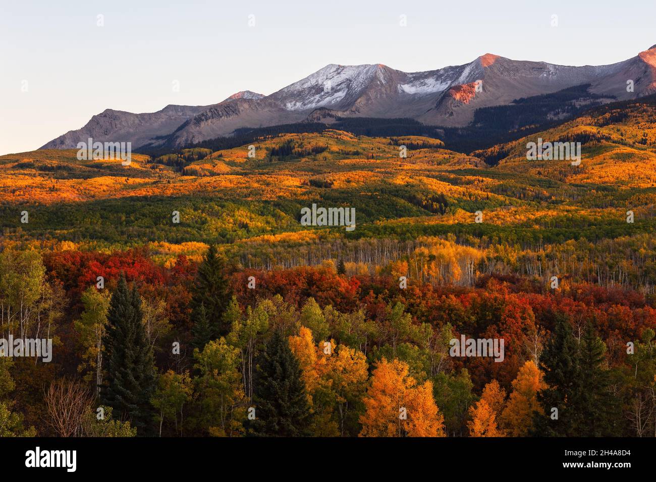 Aspen tress con colori autunnali nelle West Elk Mountains da Kebler Pass vicino Crested Butte, Colorado Foto Stock
