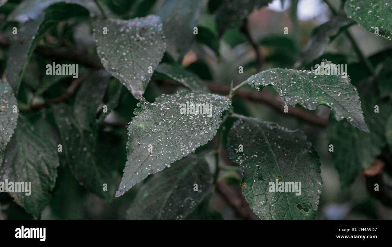 Afidi danno lascia parassita peste. La colonia di Aphidoidea danneggia gli alberi nel giardino mangiando le foglie. Pericoloso peste di piante coltivate che mangiano succo vegetale. Foto Stock