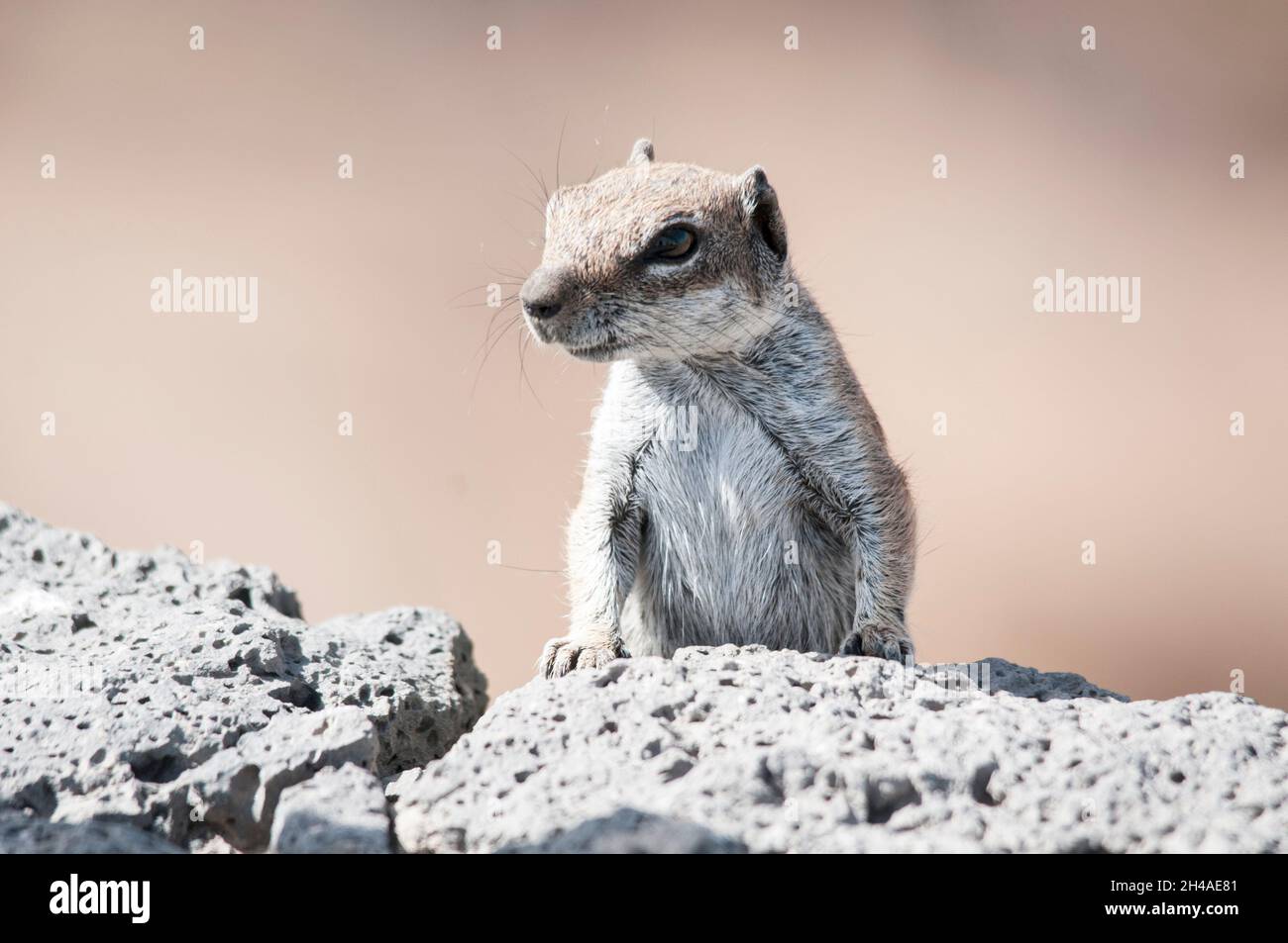 Scoiattolo moresco alla ricerca di qualcosa da mangiare Foto Stock