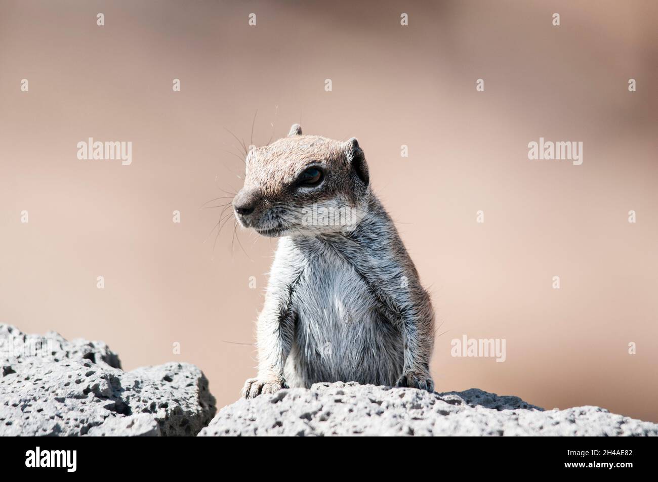 Scoiattolo moresco alla ricerca di qualcosa da mangiare Foto Stock
