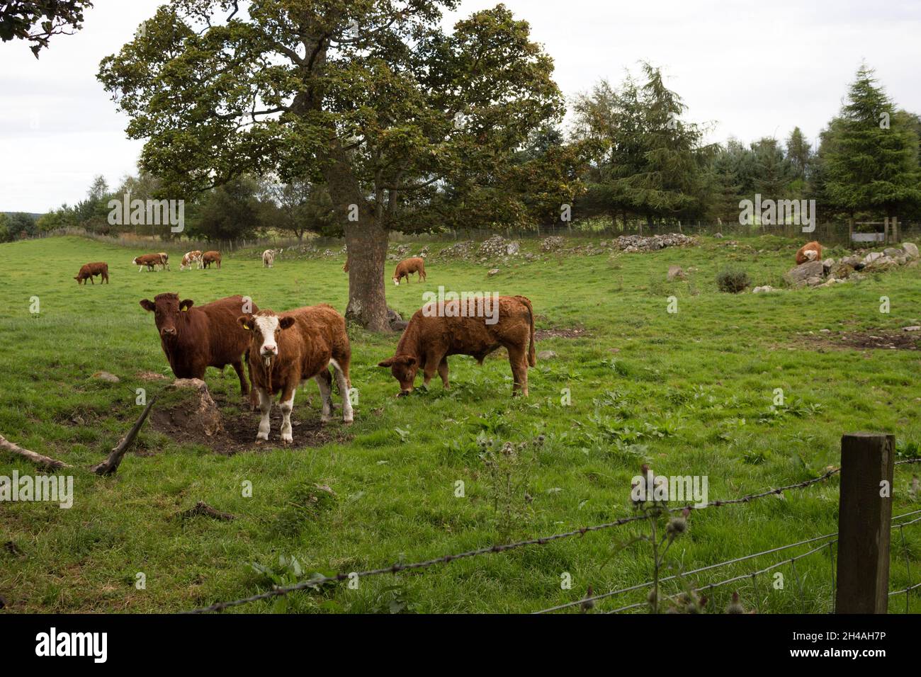 Scozia, Highlands, Scottish scenario, bestiame bovino, mucche, Allevamento animale, mucche che che mangiano in un campo, campi agricoli, allevamento bovino, bestiame Foto Stock