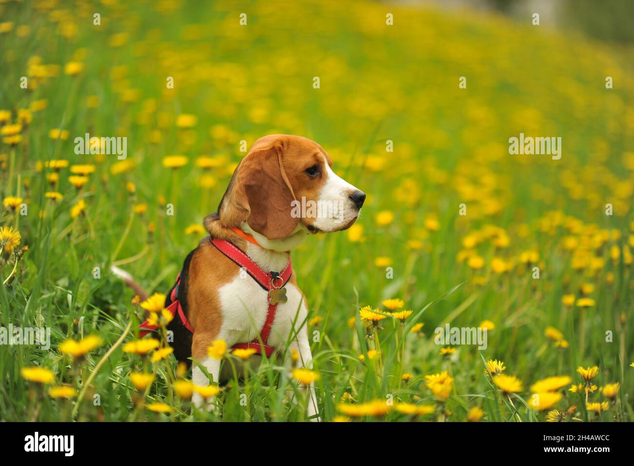Cane Beagle su una passeggiata in estate su un campo verde con i dentelioni gialli. Foto Stock