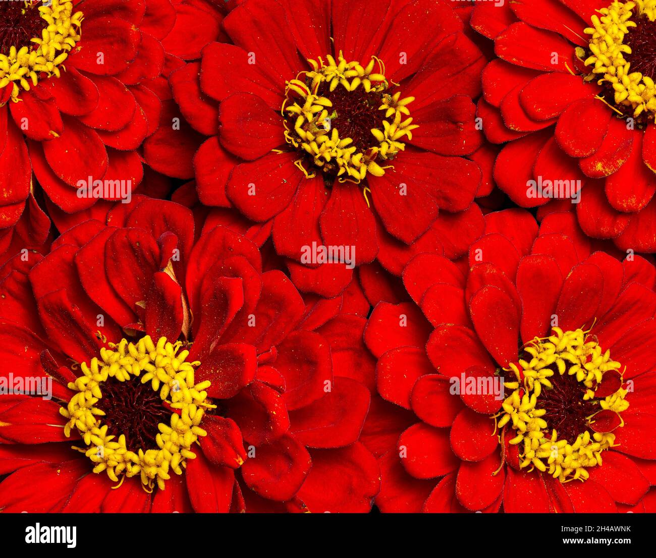 Macto vista di cinque fiori di zinnia, che mostrano fiori di disco fuzzy e fiori di raggio sottile. Zinnia è un genere di piante della tribù dei girasoli (Heliantheae) W. Foto Stock