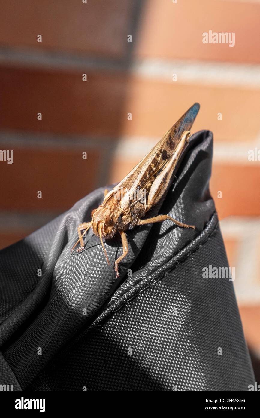Locusta di insetto sullo sfondo di un muro di mattoni di giardino. Primo piano. Cavalletta marrone Foto Stock