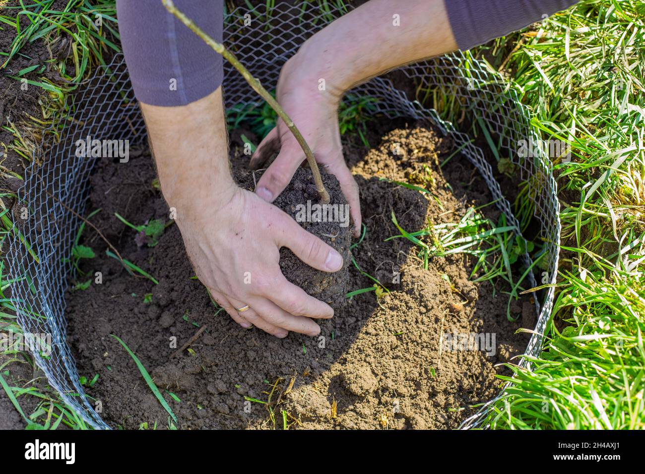 Il giardiniere tiene nelle sue mani un grembo di terra con un cagliamento di un albero giovane. Piantando e coltivando piante che voglio. Foto Stock