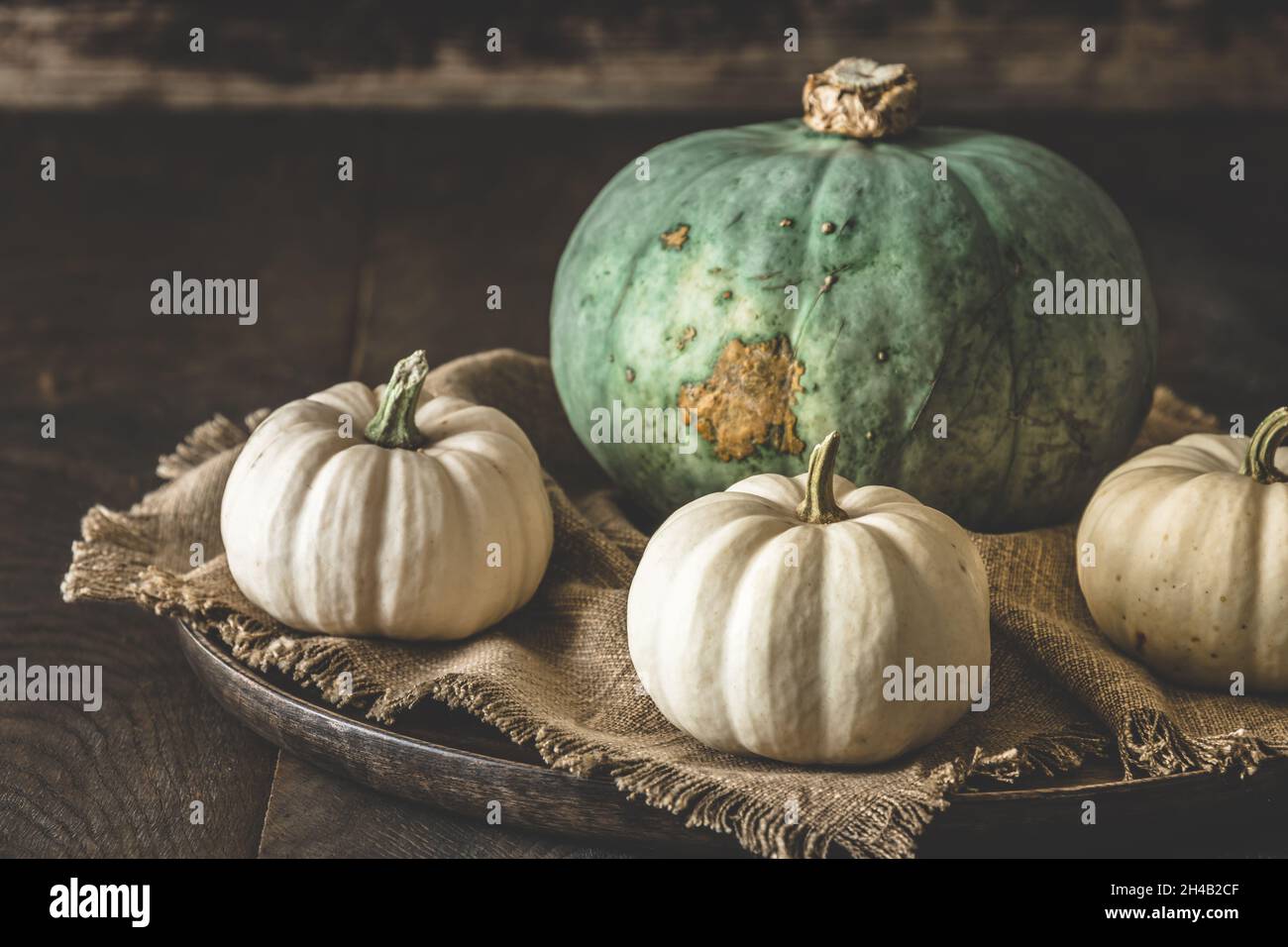 Zucca verde sombra e mini zucche bianche su legno, decorazione autunnale Foto Stock