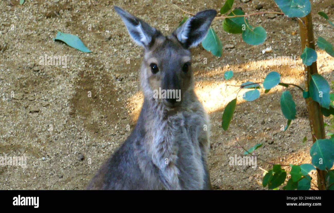 Los Angeles, California, USA 28 ottobre 2021 una visione generale dell'atmosfera di Kangaroo allo Zoo di Los Angeles, Che ha chiuso il 13 marzo 2020 al 26 agosto 2020 a causa di pandemia e poi chiuso il 7 dicembre 2020 e riaperto il 16 febbraio 2021 a causa del coronavirus Covid-19 Pandemic, mostrato qui il 28 ottobre 2021 a Los Angeles, California, USA. Foto di Barry King/Alamy Stock Foto Foto Stock