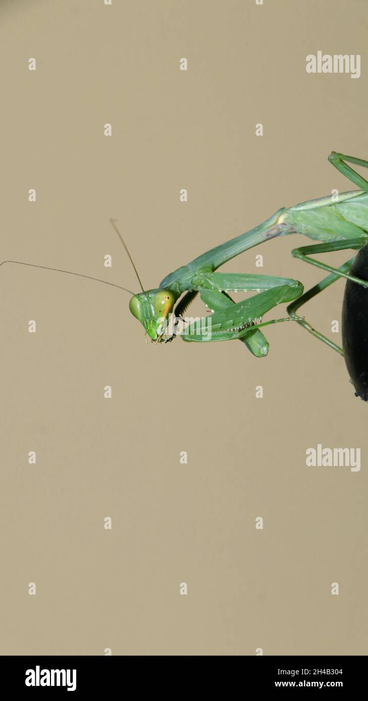 Colpo verticale di un insetto di mantis Foto Stock