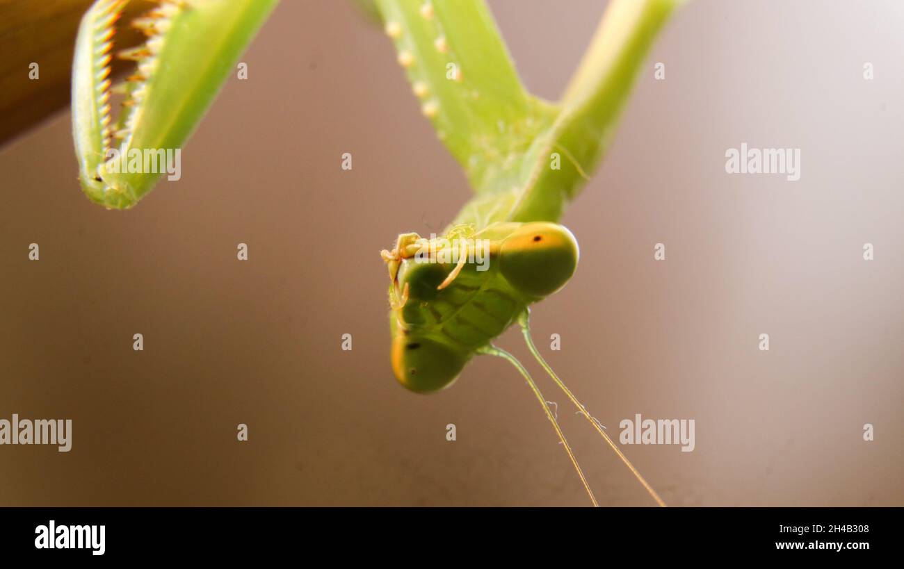Un colpo vicino su di un insetto di mantis Foto Stock
