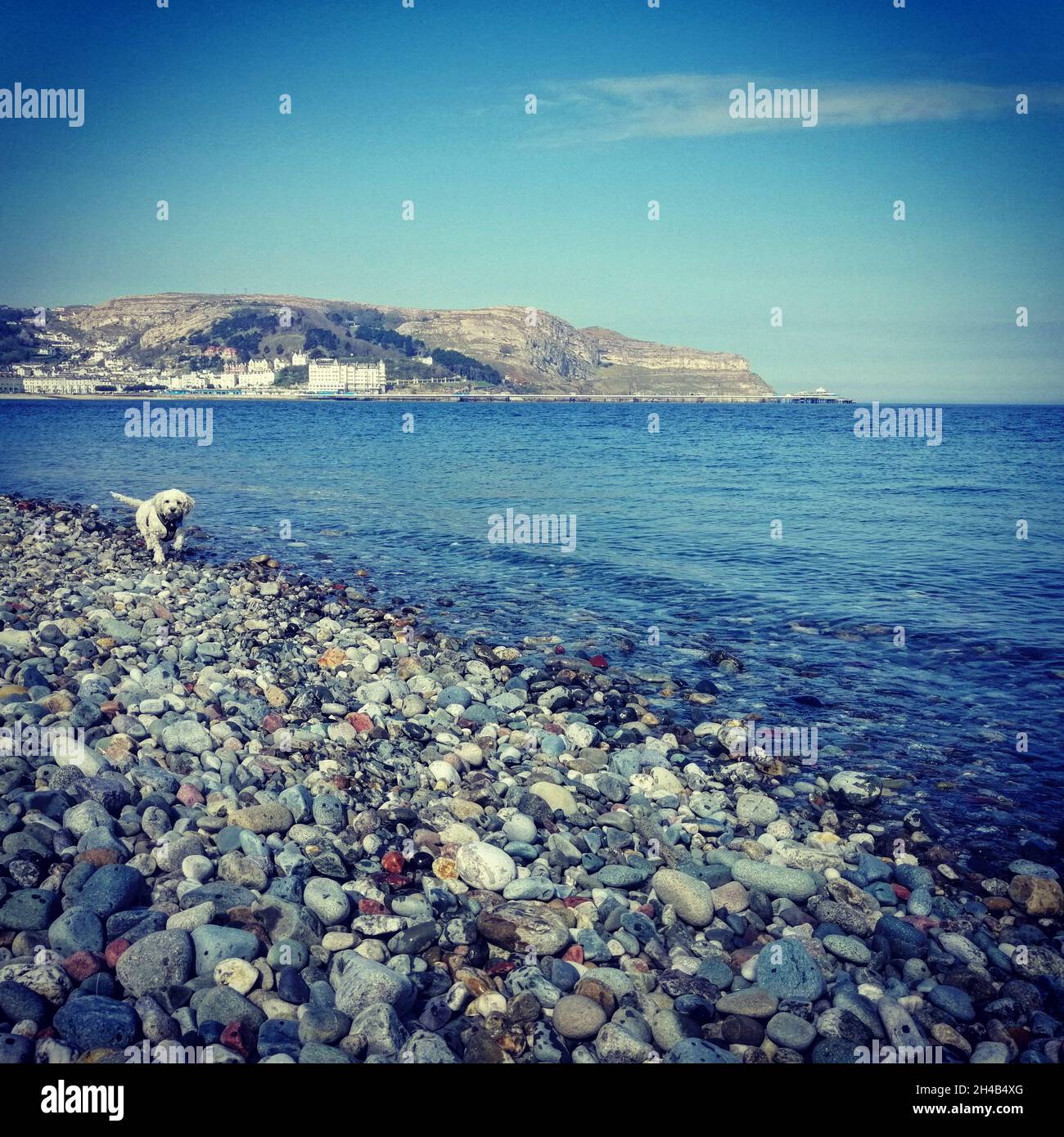 Un cane cavapoo, che corre lungo una spiaggia di ciottoli nel Galles del Nord. Foto Stock