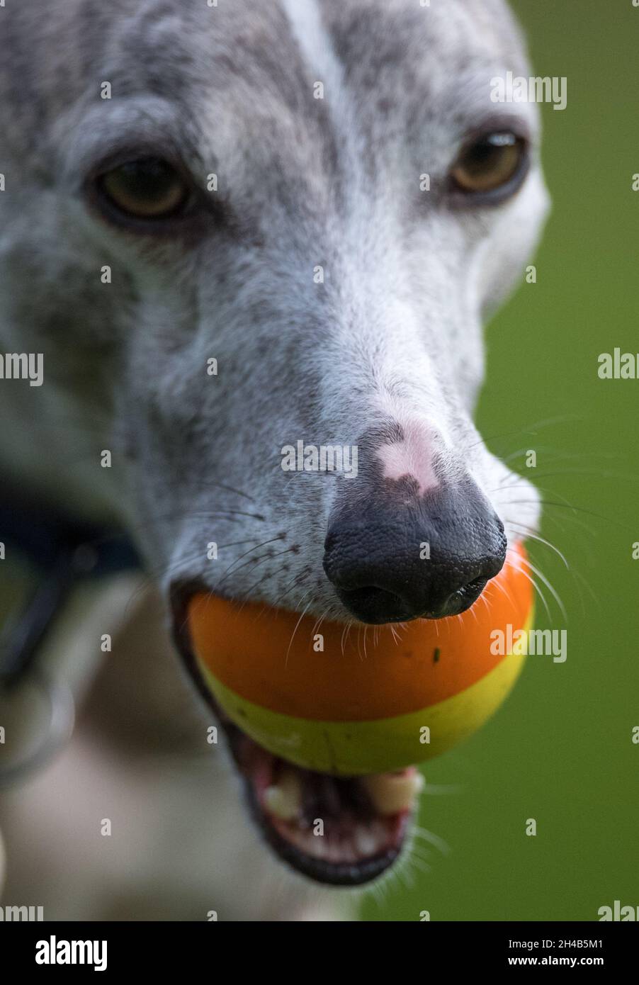 Cane da frusta che si esercita in un giardino con una palla di gomma. Foto Stock