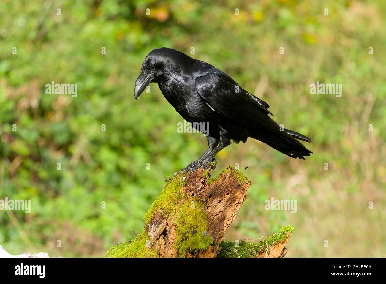 Raven, Corvus Corax, Single bird on log, Warwickshire, ottobre 2021 Foto Stock