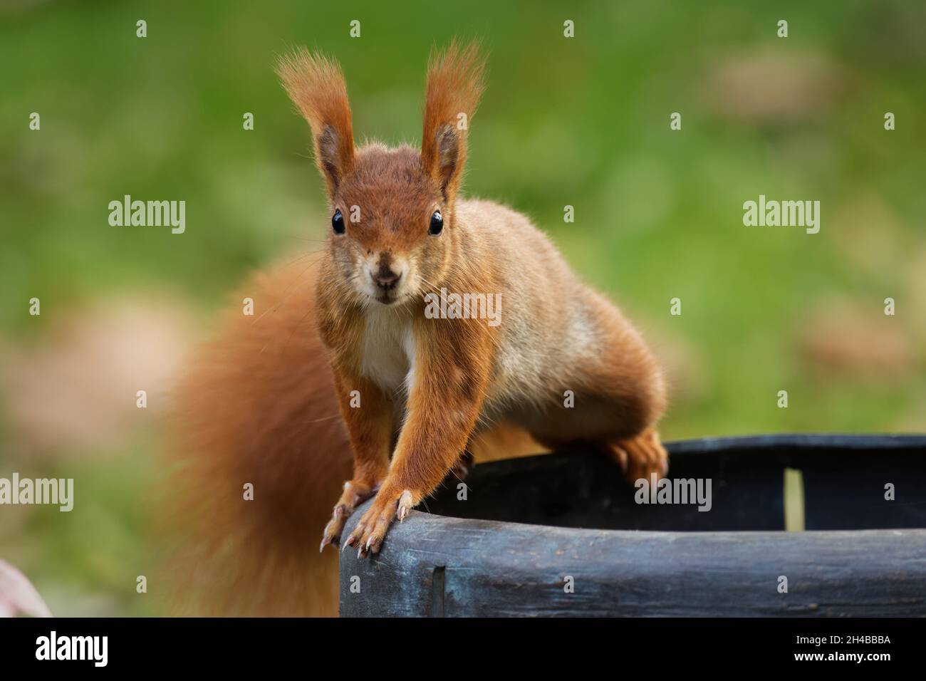 uno scoiattolo del cimitero si siede su un barile e sembra curiosamente Foto Stock
