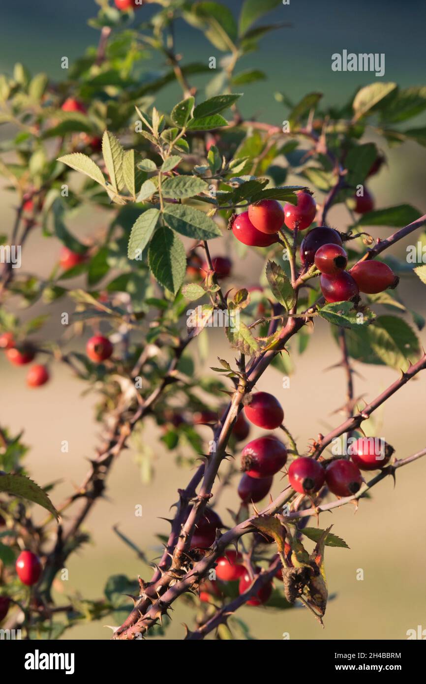 Nel tardo pomeriggio Sunshine sui fianchi della rosa rossa, il frutto della rosa canina (Rosa Canina), che cresce in un hedgerow in autunno Foto Stock