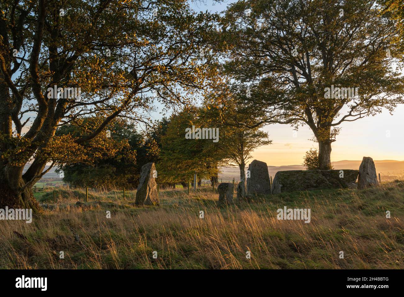 A Tall Upright Stone & The Large Recumbent & Pillars at Old Keig Stone Circle in Aberdeenshire, circondato da alberi di faggio nel tardo pomeriggio in autunno Foto Stock