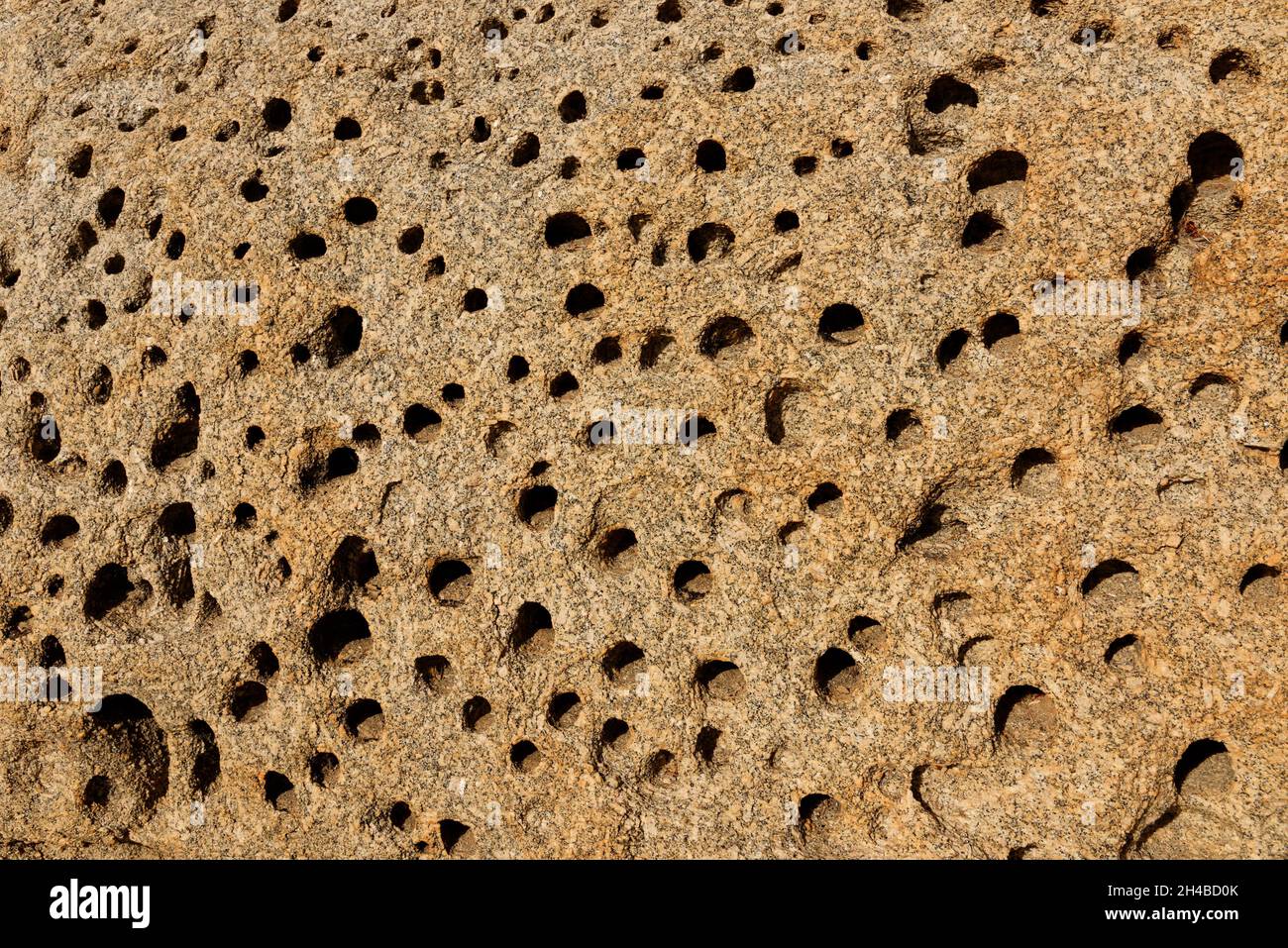 Farm Wüstenquell (Wuestenquell Guest Farm): Rocce di granito erose e perforate (Dettaglio) nel deserto del Namib, distretto Karibib, regione di Erongo, Namibia Foto Stock