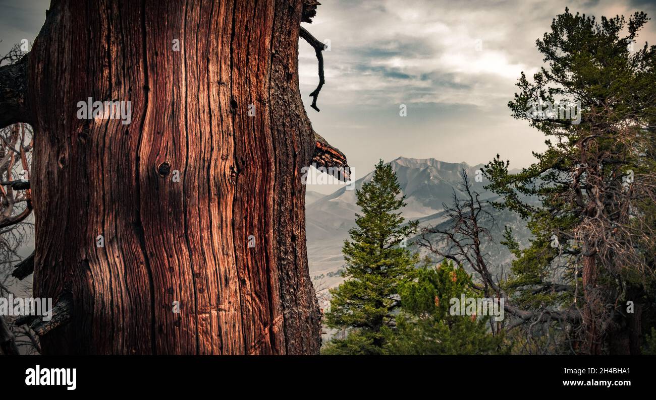 Albero senza corteccia con una bella texture dietro cui si possono vedere le cime della montagna Foto Stock