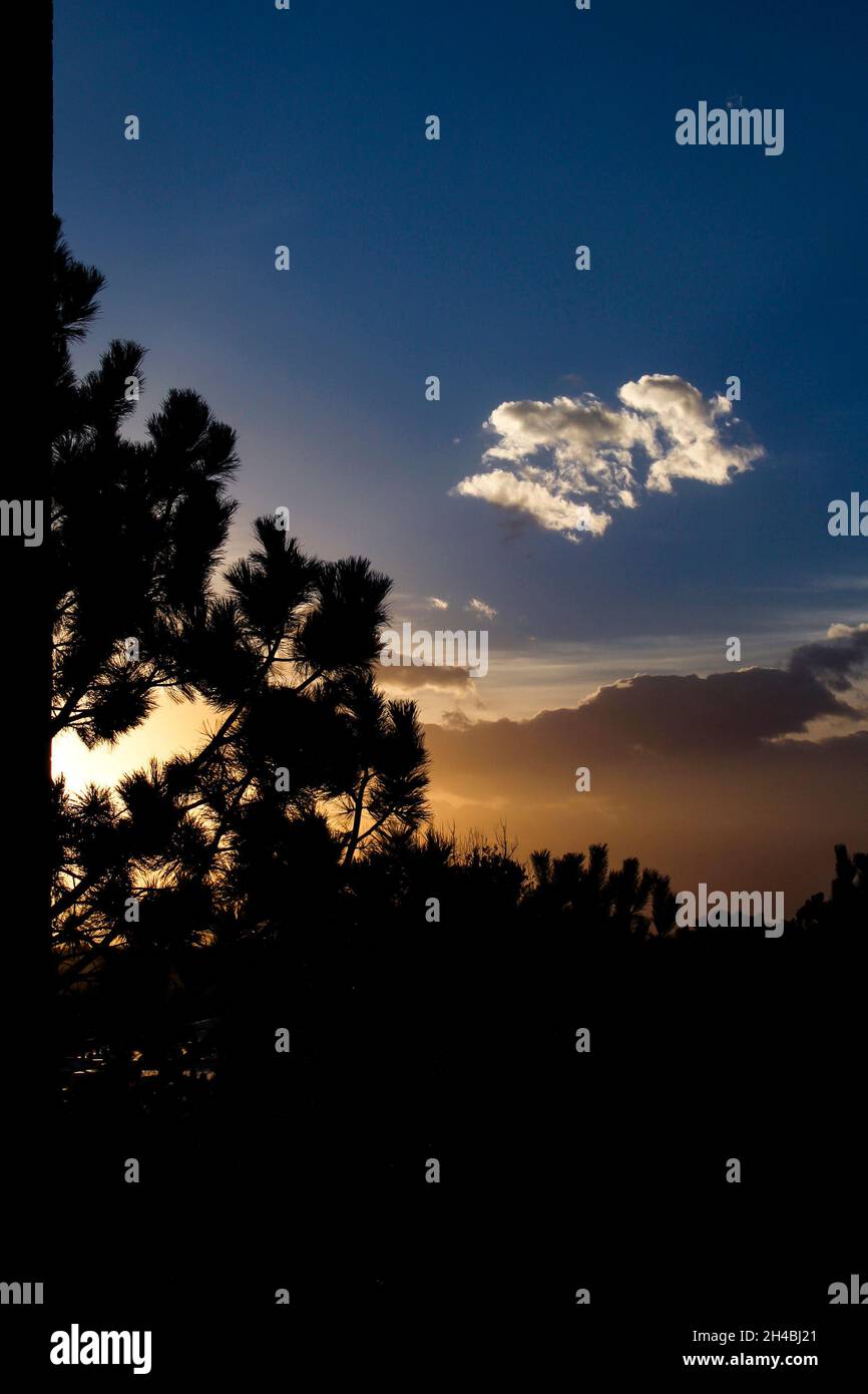 Sfumatura artistica arancione e blu tramonto in autunno dietro gli alberi di silhouette Foto Stock