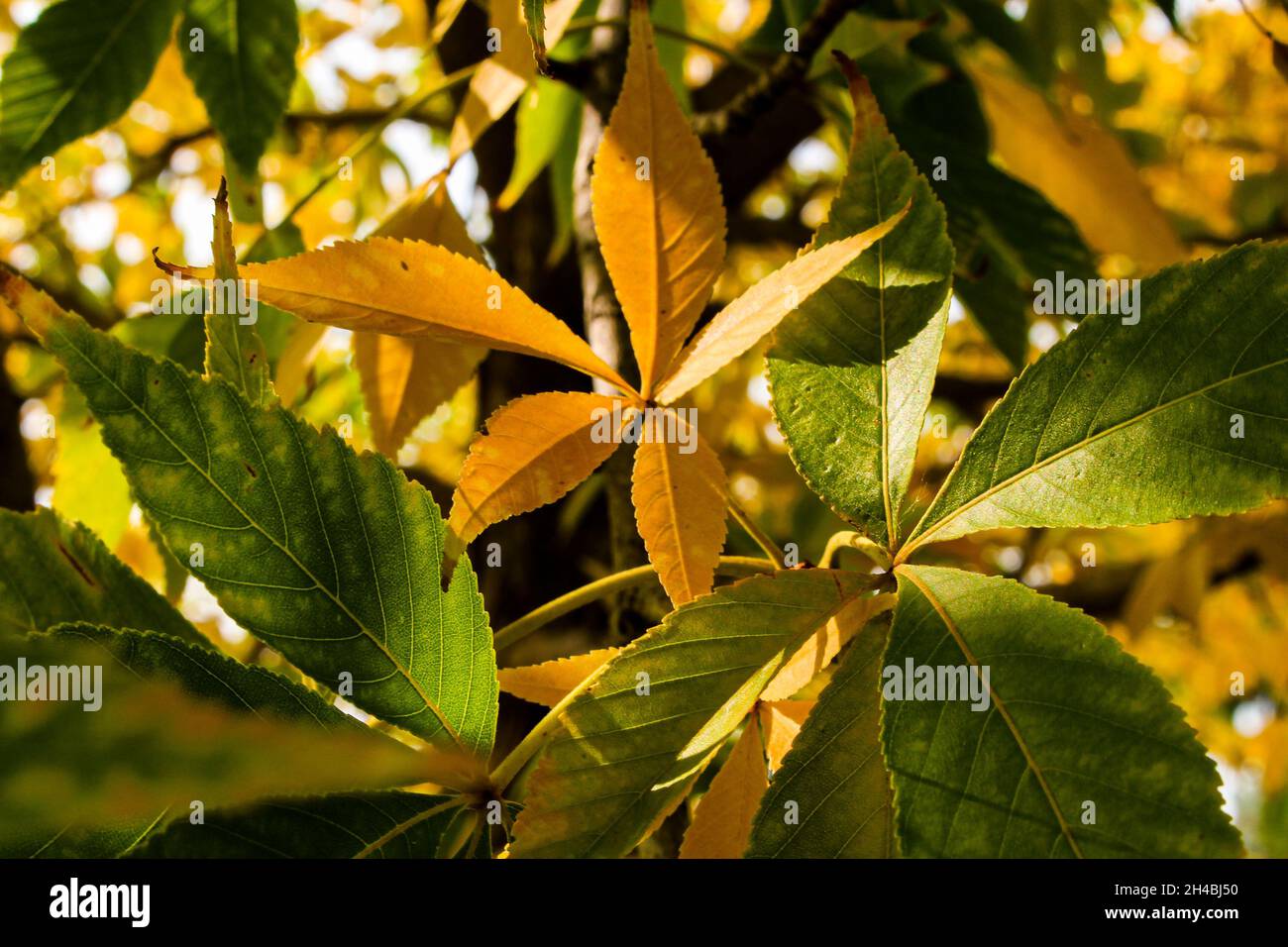 Cambiare le foglie alla fine dell'estate Foto Stock