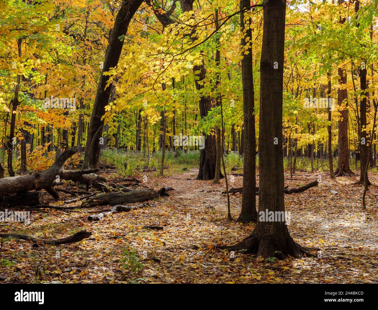 Foresta decidua in autunno. Thatcher Woods Forest Preserve, Cook County, Illinois. Foto Stock