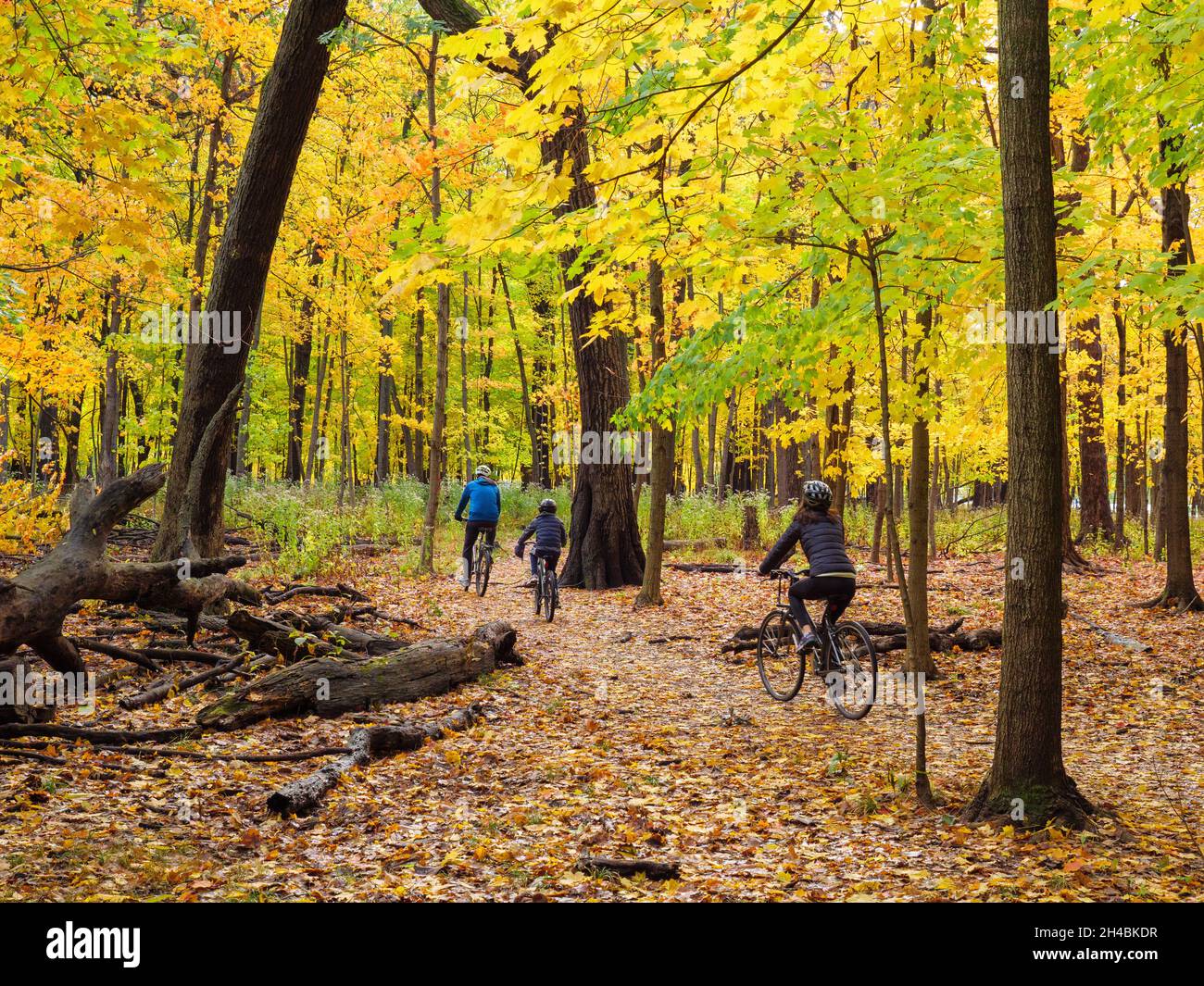 Una famiglia biciclette attraverso un bosco autunno. Thatcher Woods, Cook County, illinois. Foto Stock