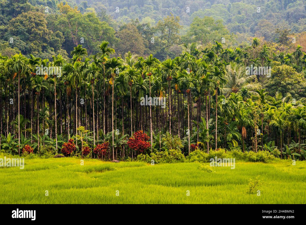 Campi di riso. Paesaggio con un albero. Seren paesaggio vista dal campo di riso con alberi di noci di betel, cocco, banana. La regione costiera di Karnat Foto Stock
