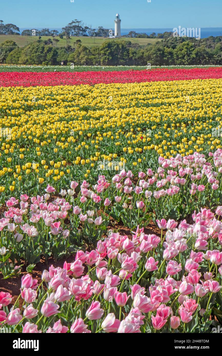 Table Cape Tulip Farm Foto Stock