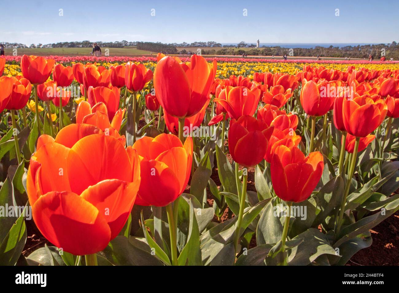 Table Cape Tulip Farm Foto Stock