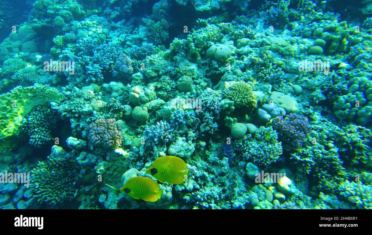pesce farfalla esotico nel mare rosso. pesce tropicale. reef Foto Stock