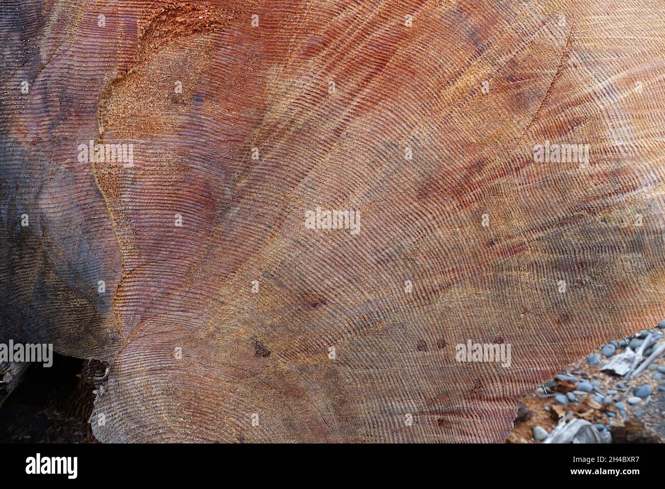 Costa del Pacifico lungo la Penisola Olimpica Foto Stock